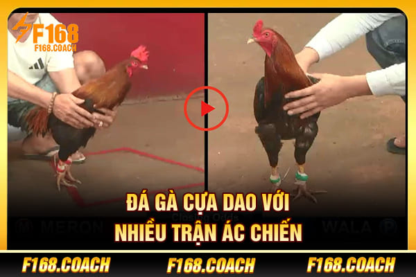 Đá gà cựa dao với nhiều trận ác chiến
