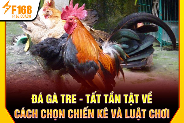 Đá Gà Tre - Tất Tần Tật Về Cách Chọn Chiến Kê Và Luật Chơi