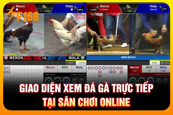 Giao diện xem đá gà trực tiếp tại sân chơi online