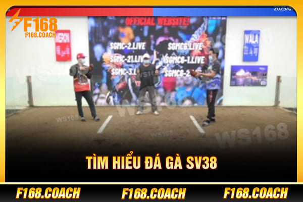 Tìm hiểu đá gà SV38