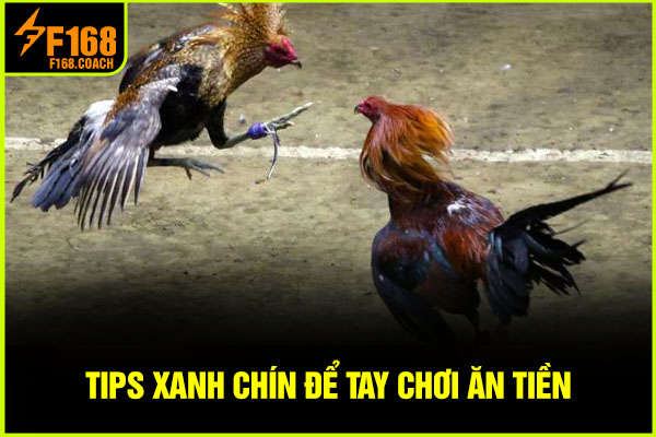 Tips xanh chín để tay chơi ăn tiền